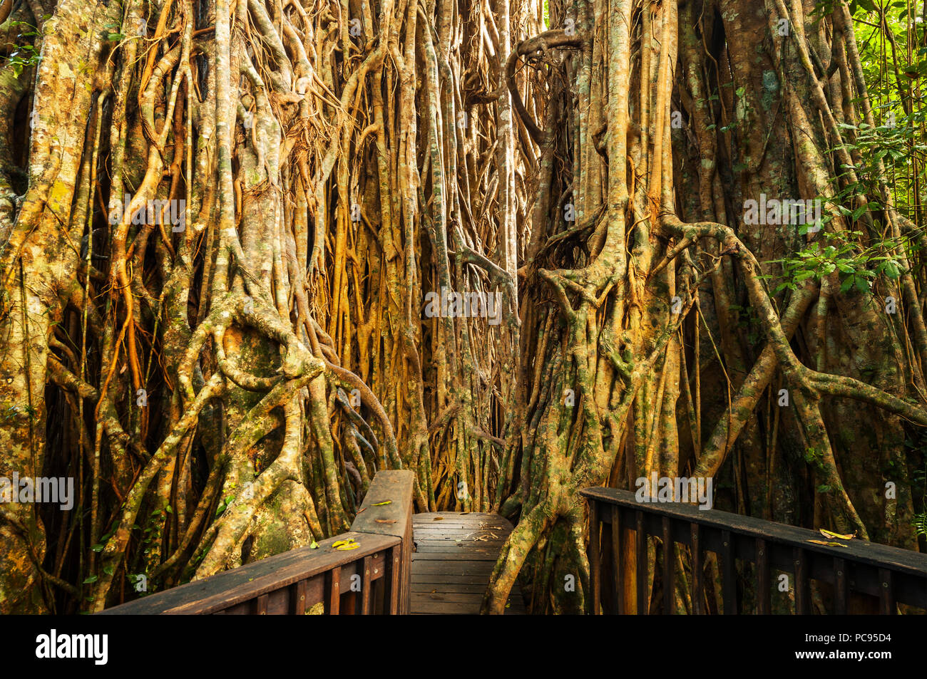 Radici gigante della Cattedrale Fig Tree in altopiano di Atherton. Foto Stock