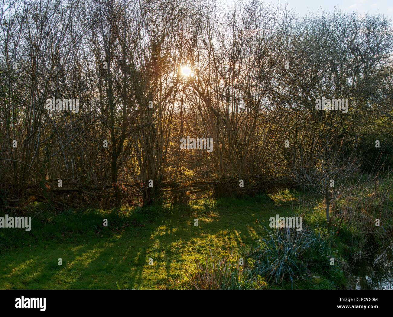 Luce calda di alba passando attraverso una siepe in campagna bretone Foto Stock