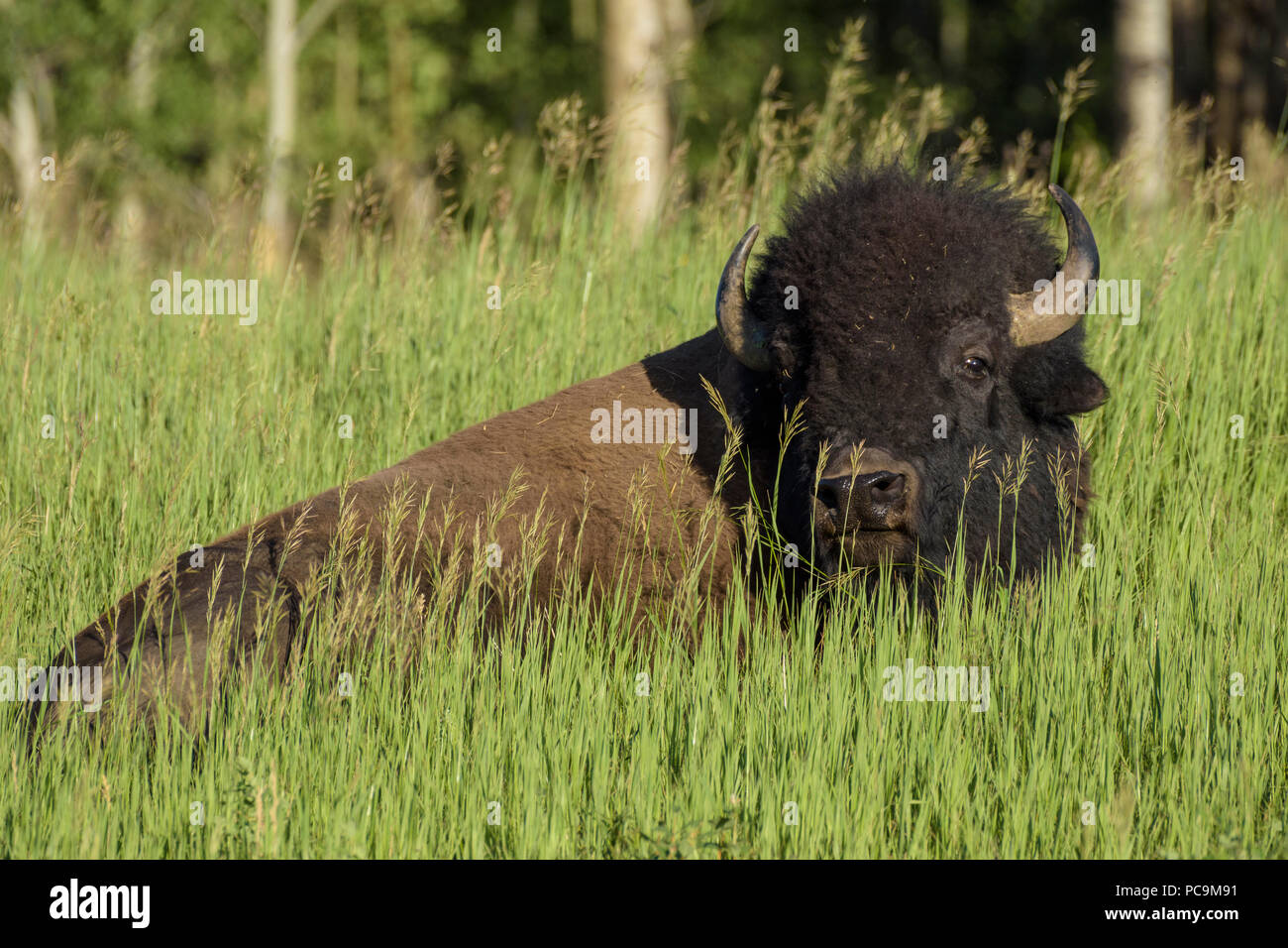 Grande maschio (Bison bison bison) nella primavera erba, Elk Island National Park, Alberta, Canada Foto Stock