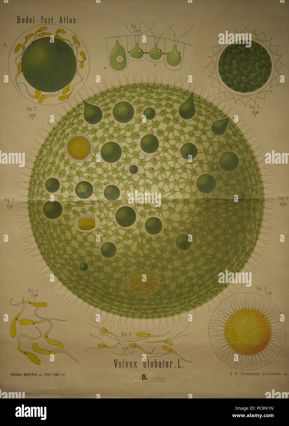 166 Dodel-Port Atlas Volvox globator (L.) IV Foto Stock