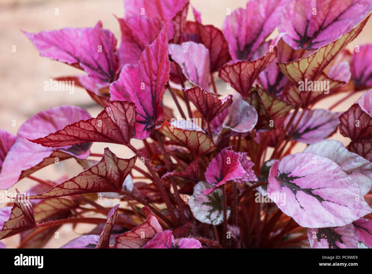 Red Bull begonia pianta Foto Stock