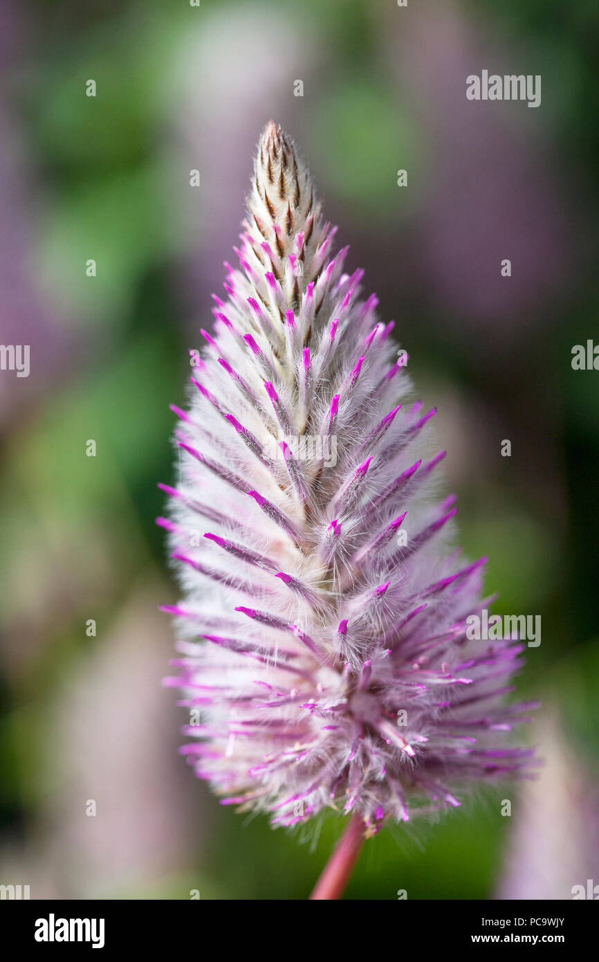 Benary 'Joey', Ptilotus exaltatus Foto Stock