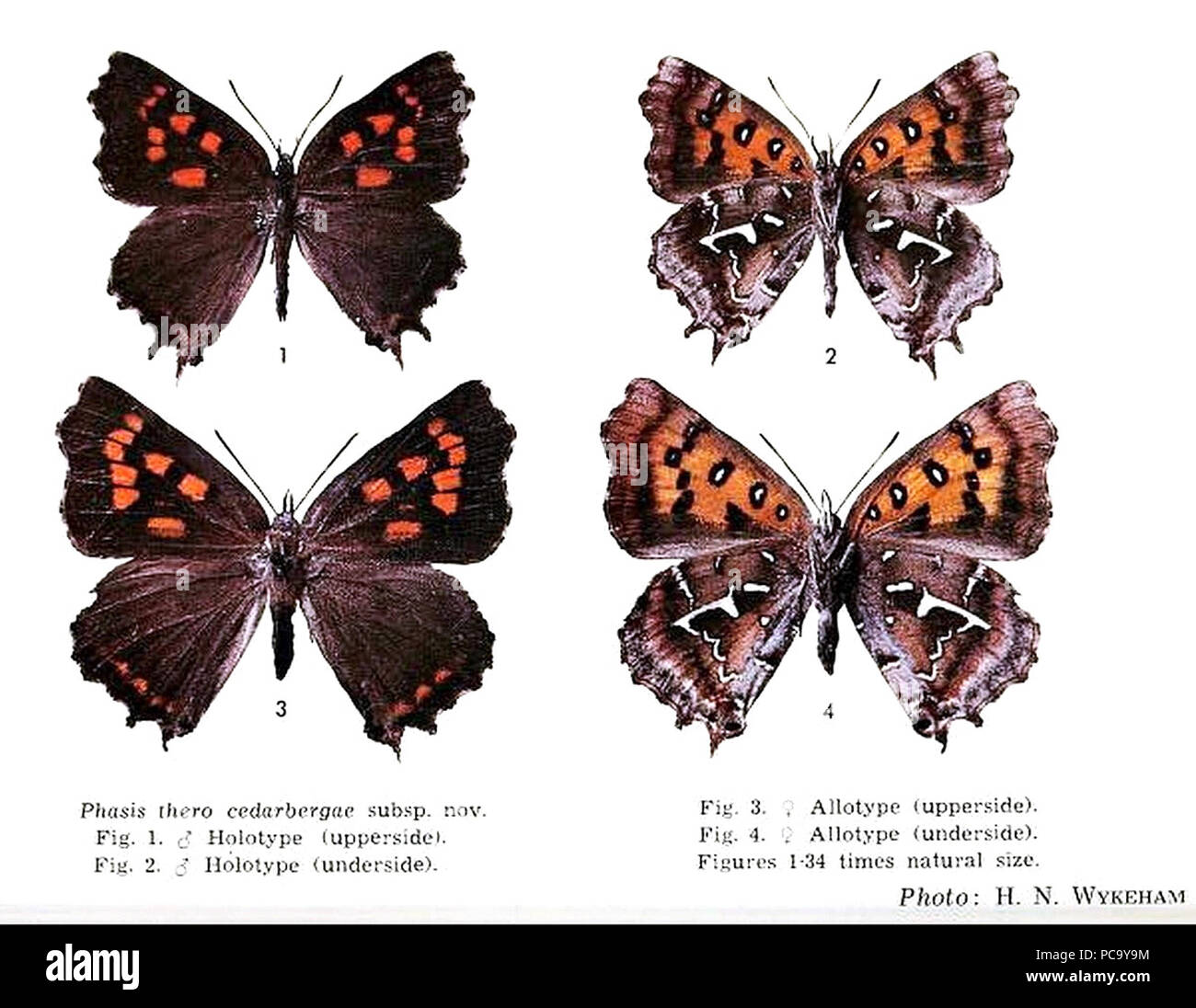 480 PhasisTheroCedarbergaeMFUpUnOD Foto Stock