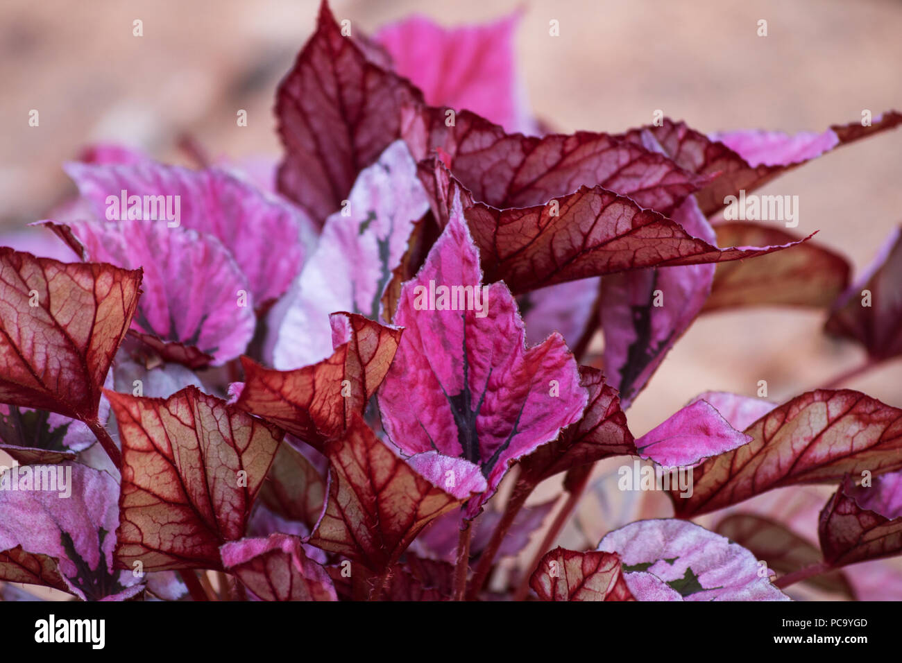 Red Bull begonia pianta Foto Stock
