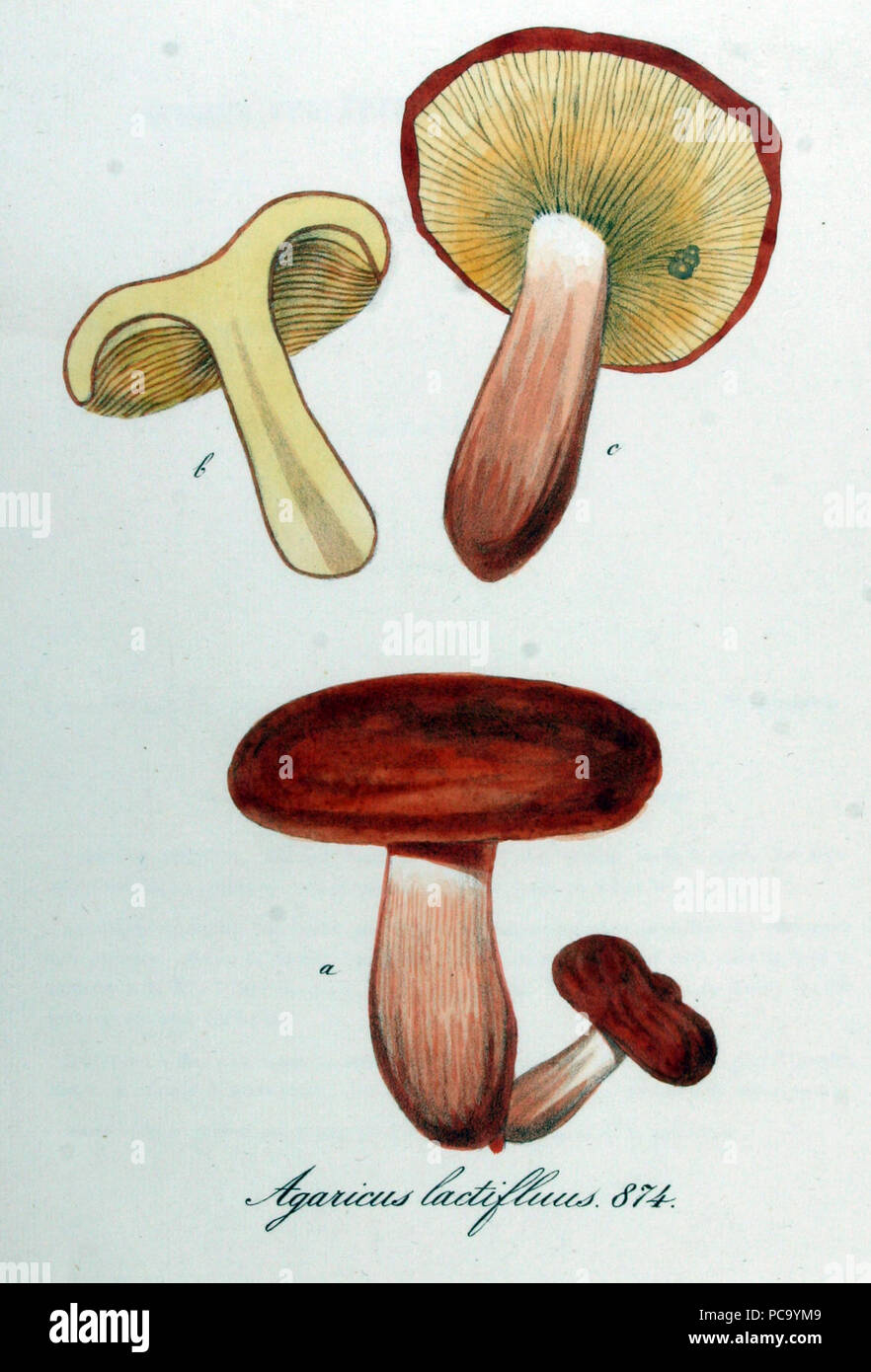 Agaricus lactifluus - Flora Batava - Volume v11. Foto Stock