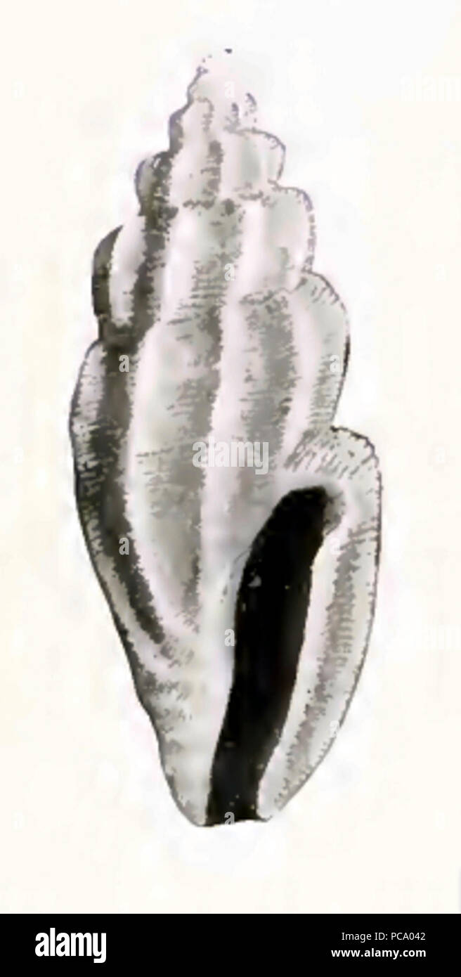 Alcippe Agathotoma 001. Foto Stock