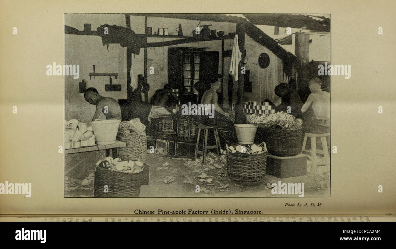 Bollettino agricolo dello stretto e Federated Malay membri. Nuova serie Foto Stock