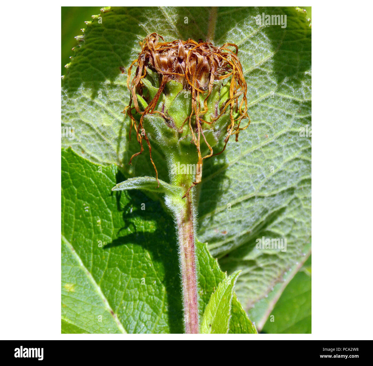 18 Echter su Alant (Inula helenium) 02c Foto Stock