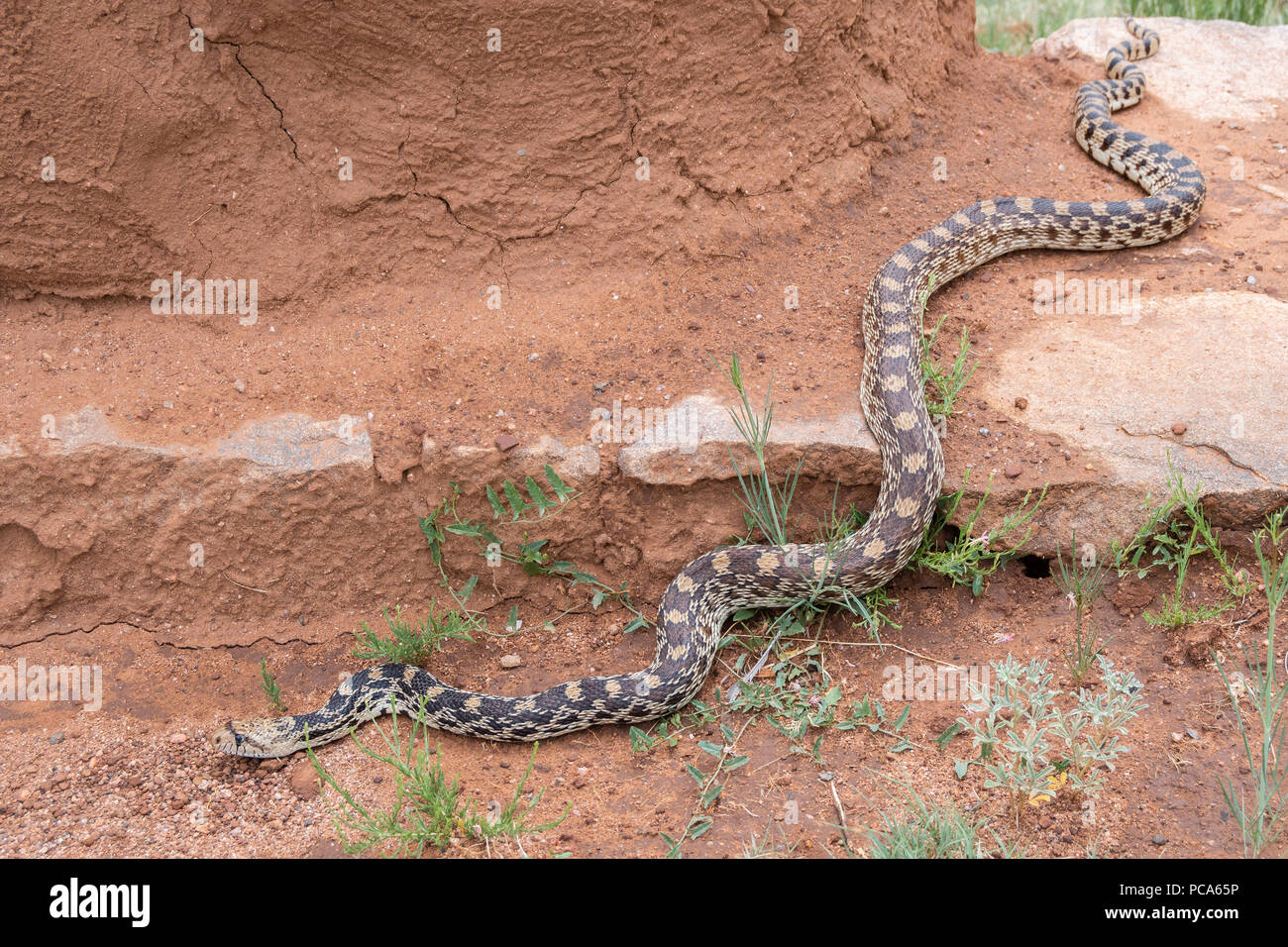 Bull snake (Pituophis catenifer) caccia tra le rovine della fortezza di unione NM, Mora County, NM, Stati Uniti d'America, di Dominique Braud/Dembinsky Foto Assoc Foto Stock