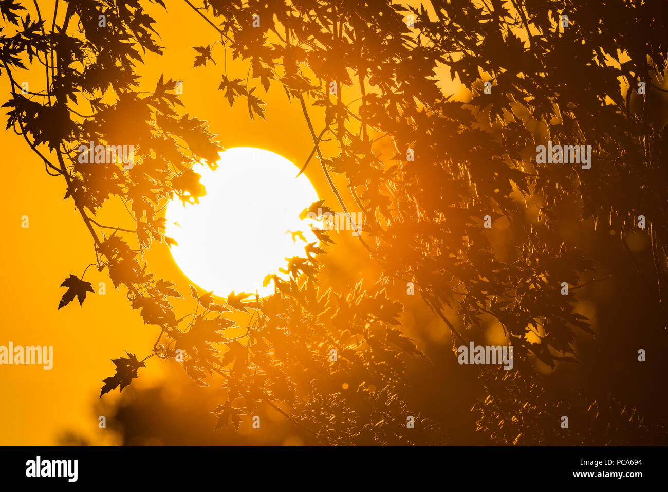 Aceri di argento (Acer saccharinum) stagliano contro il sole di setting, Midwest, USA, da Dominique Braud/Dembinsky Foto Assoc Foto Stock