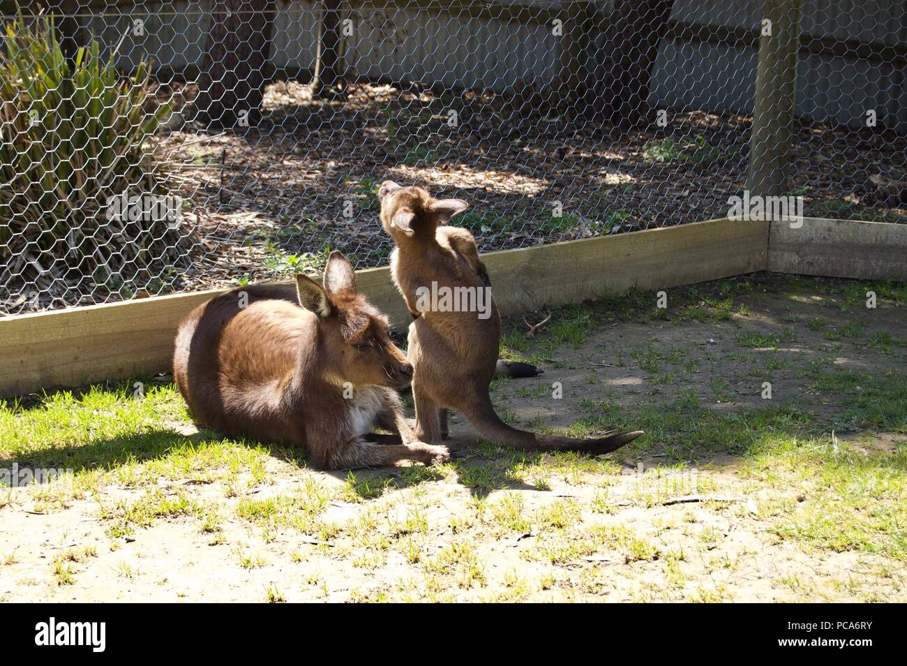 Una simpatica famiglia di pelliccia marrone canguri giocare all'aperto in Victoria (Australia) vicino a Melbourne in una bella giornata di sole Foto Stock