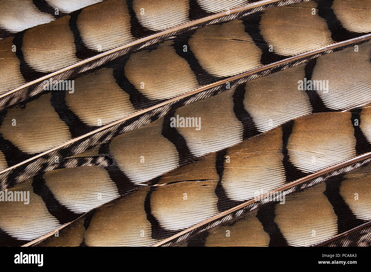 Le penne degli uccelli i dettagli. Foto Stock