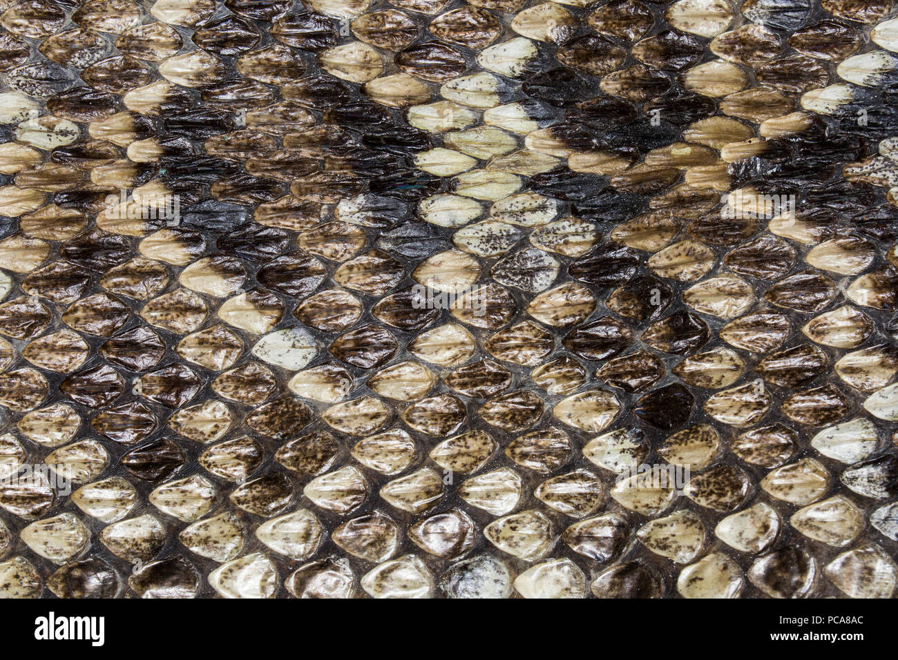 Pelle di serpente dettagli Foto Stock