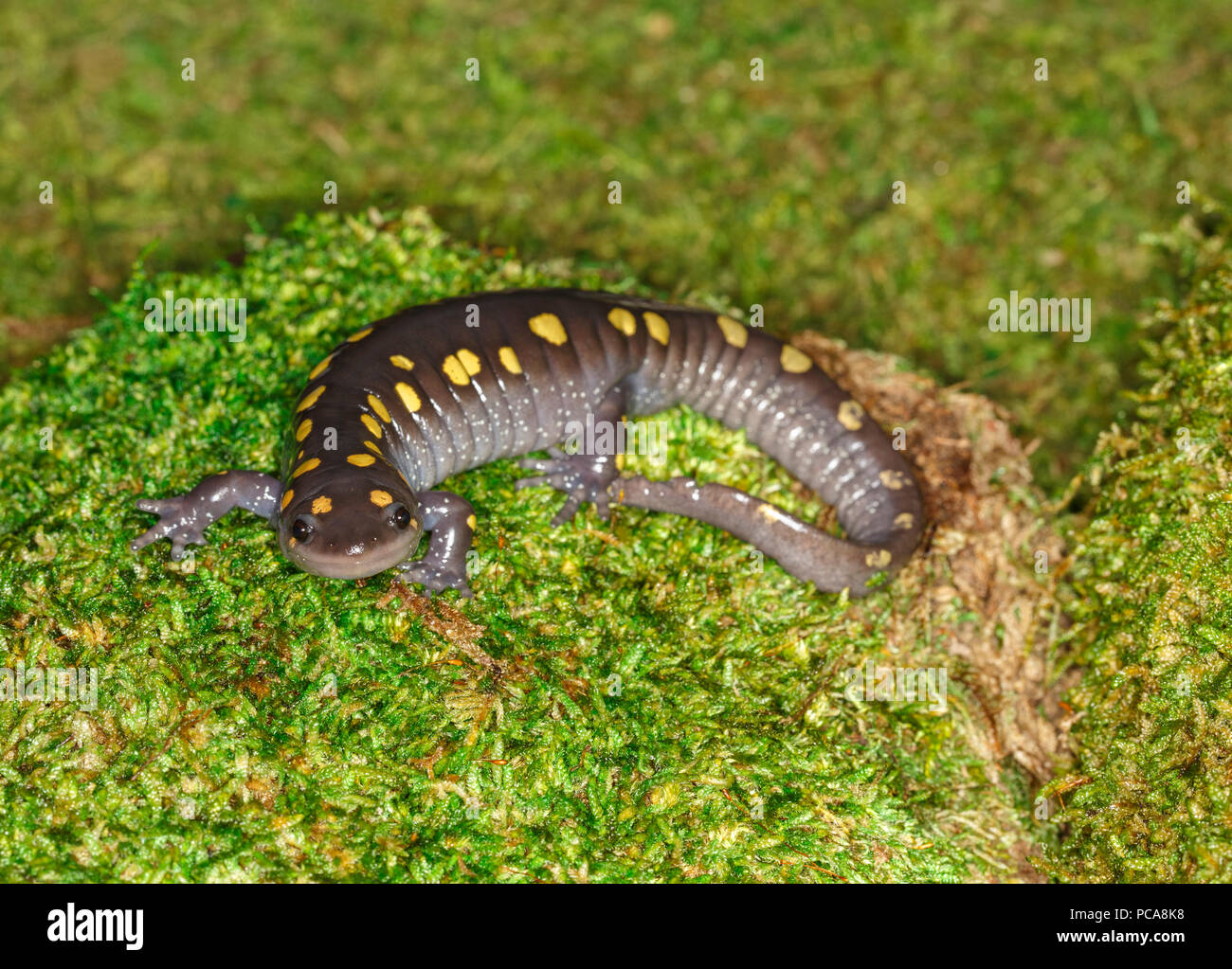 Salamandra pezzata o giallo-salamandra pezzata (Ambystoma maculatum) su moss Foto Stock