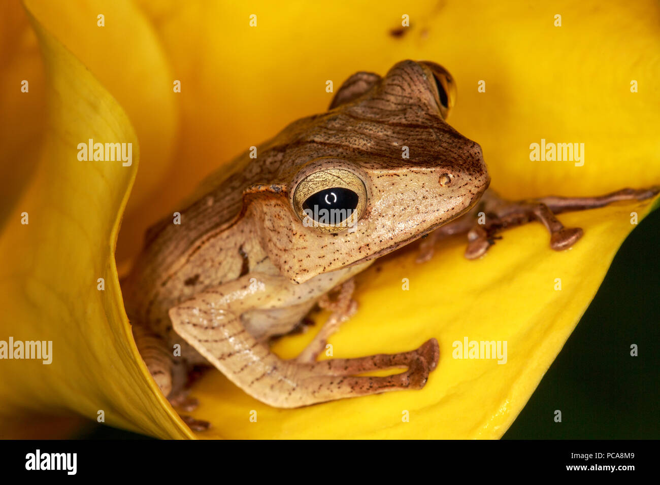 Borneo Eared Frog (Polypedates otilophus) sul fiore Foto Stock