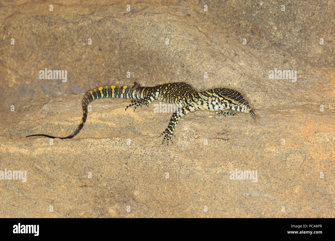 Monitor del Nilo (Varanus niloticus) Foto Stock
