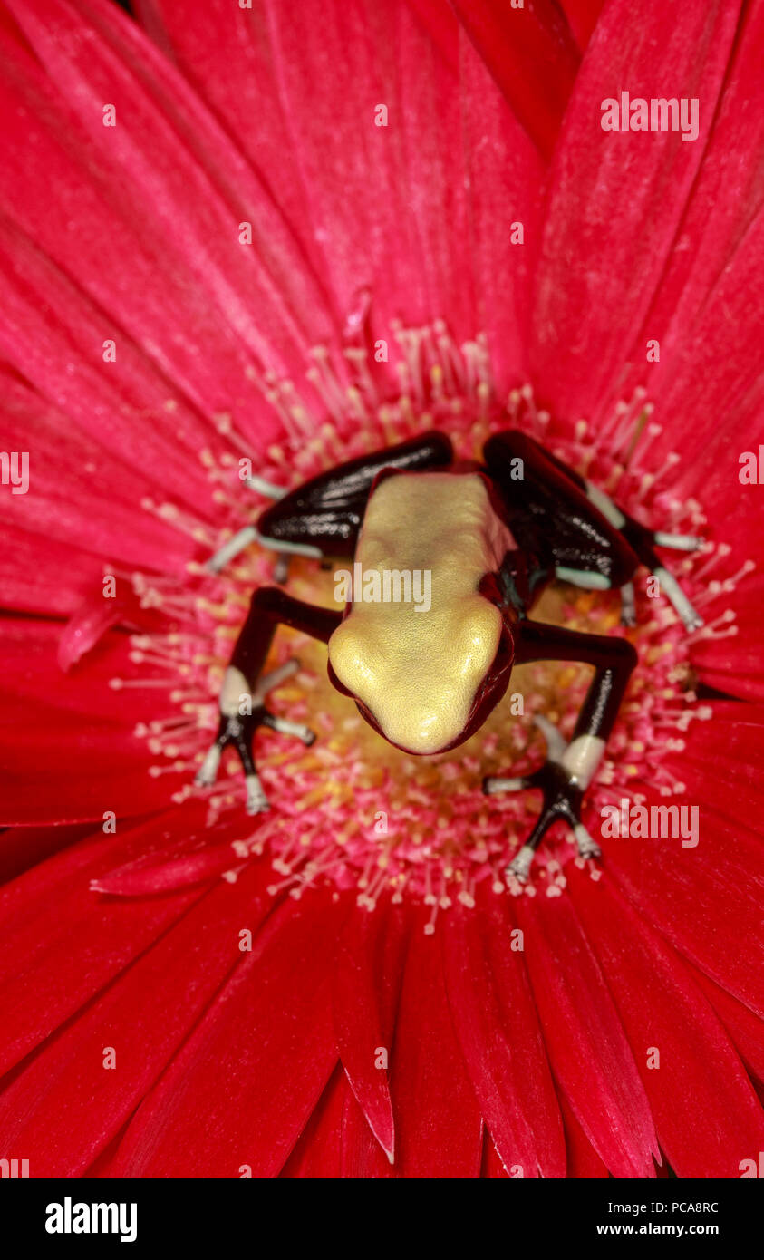 La citronella tinctorius dart (rana Dendrobates tinctorius) Foto Stock