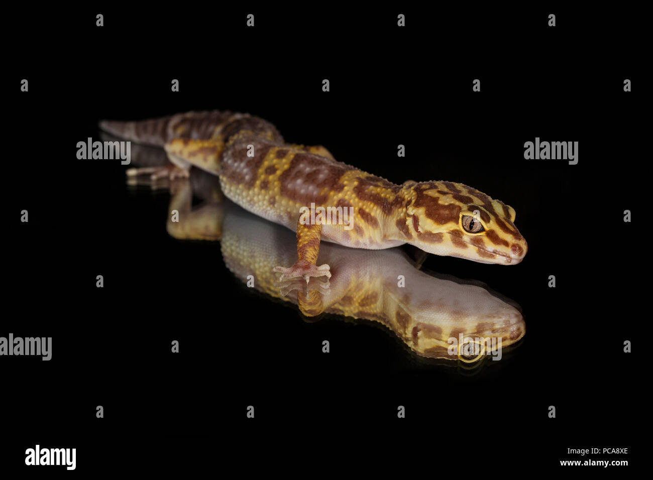 Leopard gecko (Eublepharis macularius) sullo specchio di riflessione Foto Stock