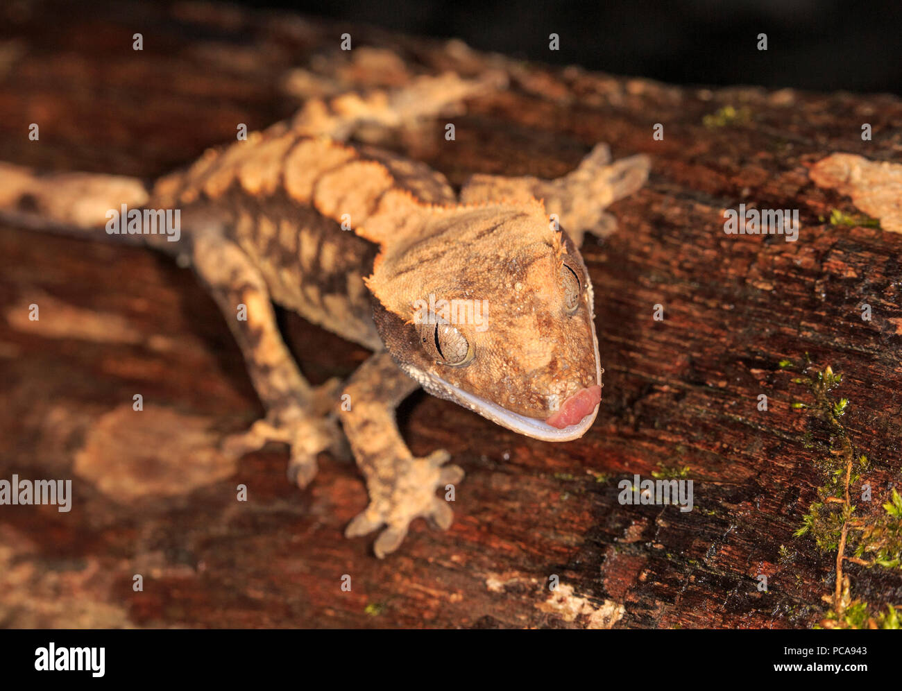 Crested gecko (Correlophus ciliatus) sul log. Foto Stock