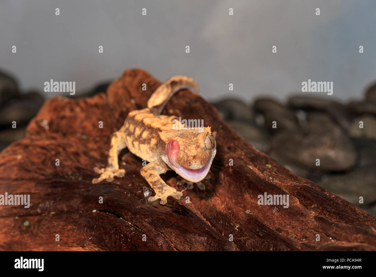 Crested gecko (Correlophus ciliatus) sul log. Foto Stock