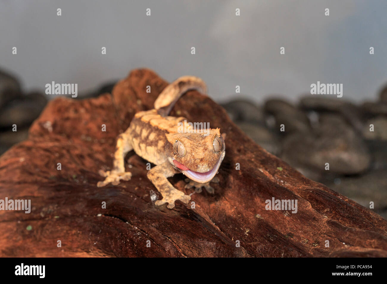 Crested gecko (Correlophus ciliatus) sul log. Foto Stock