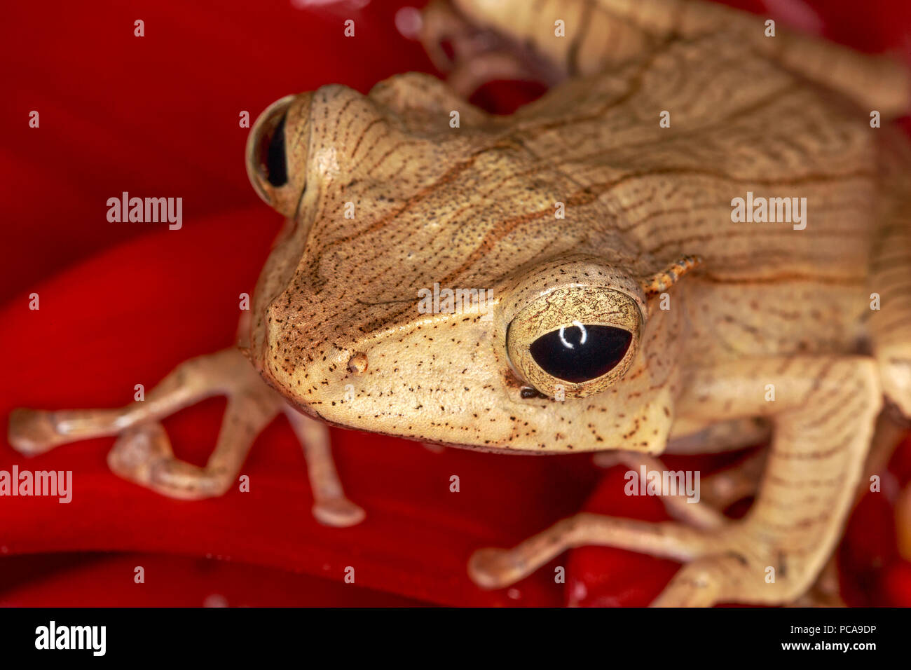 Borneo Eared Frog (Polypedates otilophus) sul fiore Foto Stock
