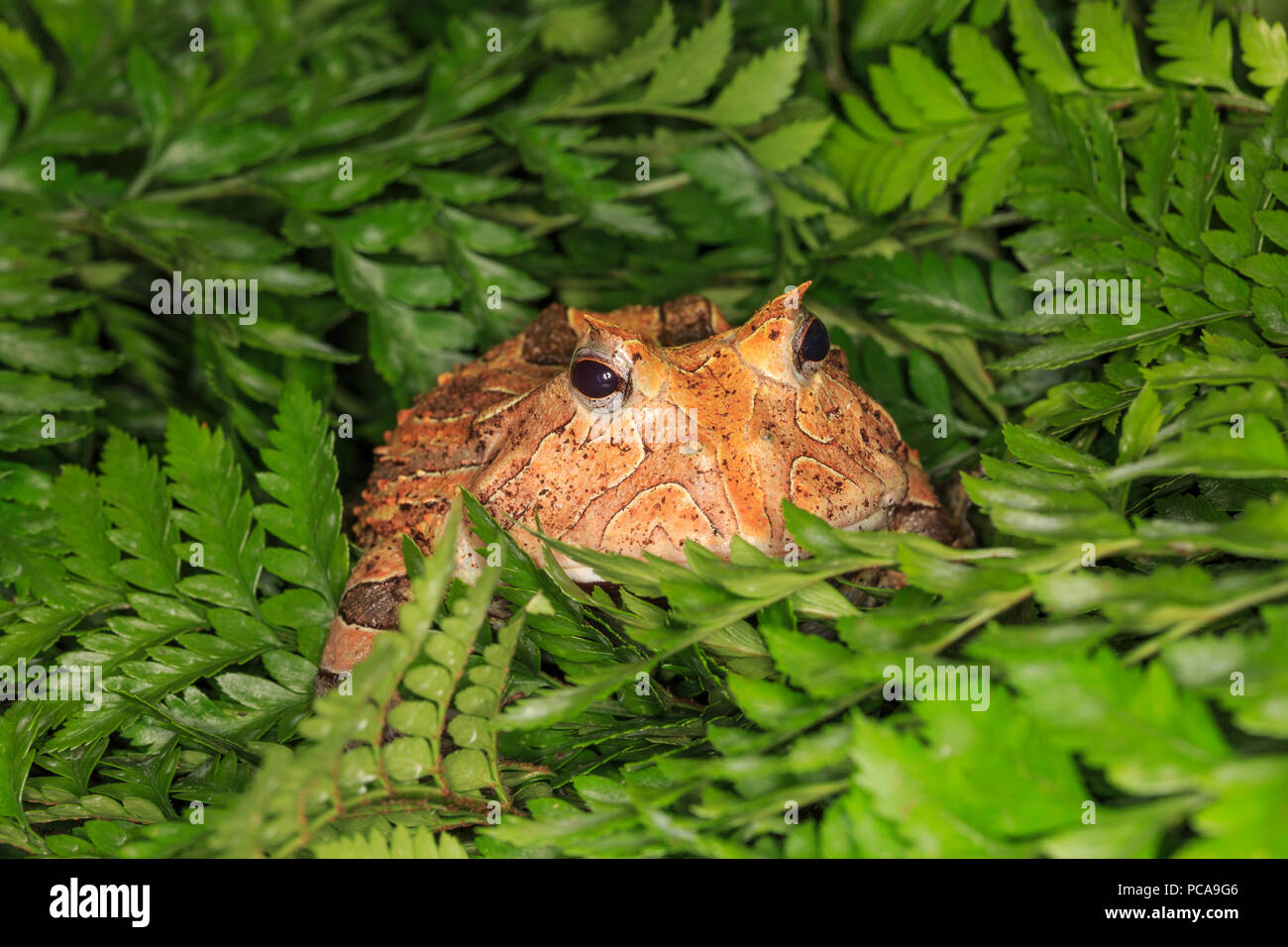 Suriname rana cornuta (Ceratophrys cornuta) Foto Stock