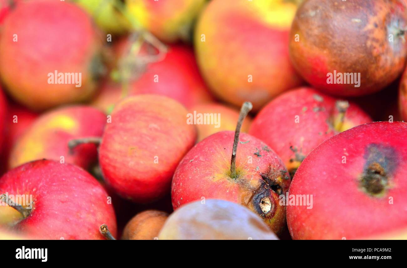Vista dettagliata del mucchio di marcio mele rosse. Foto Stock