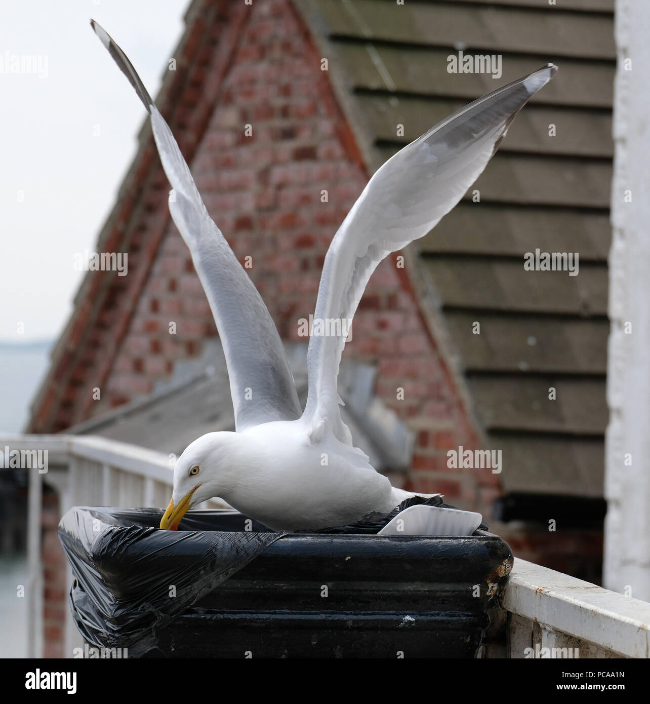 Aringa gabbiano in posizione sul mare a saccheggiare bidone dei rifiuti per il cibo. Foto Stock