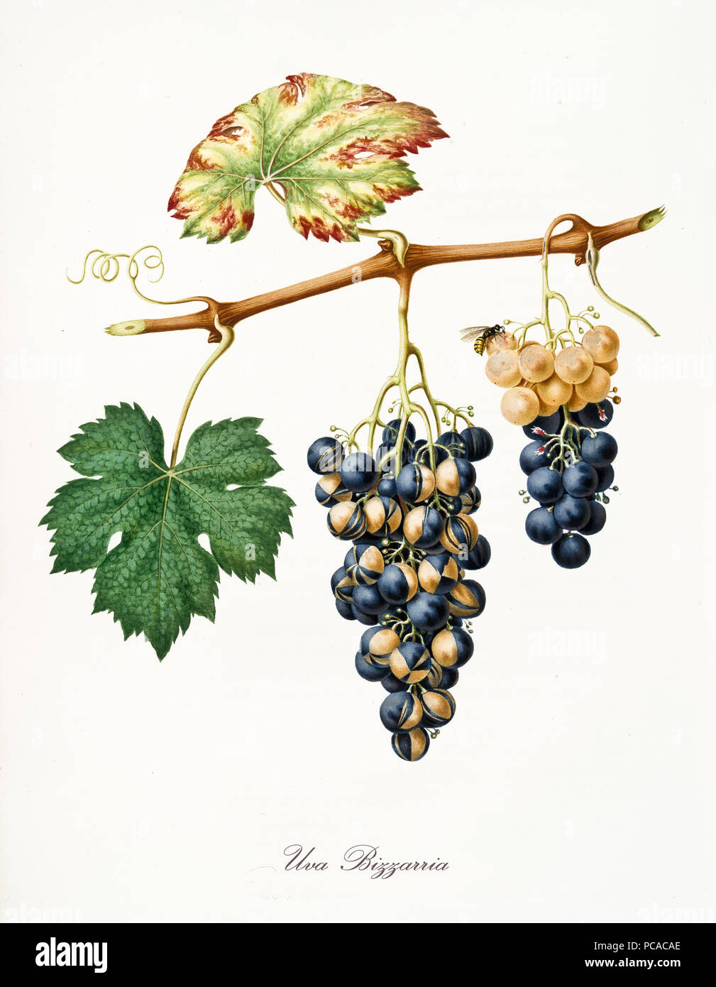 Isolato strano tipo di uva, chiamato Bizzarria uva e foglia di vite su sfondo bianco. Vecchia illustrazione botanico realizzato con un dettagliato acquerello di Giorgio Gallesio su 1817,1839 Italia Foto Stock