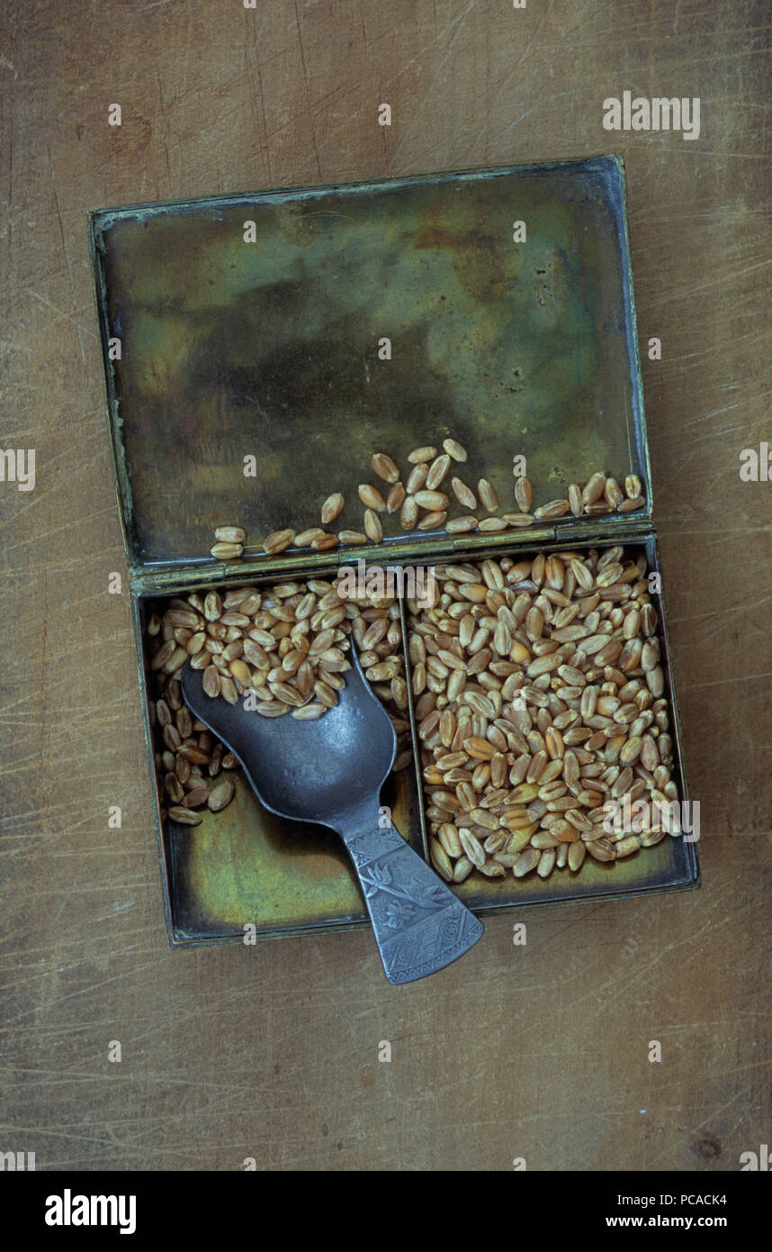 Piccola scatola di ottone con scomparti contenenti i chicchi di grano e peltro convogliatore Foto Stock