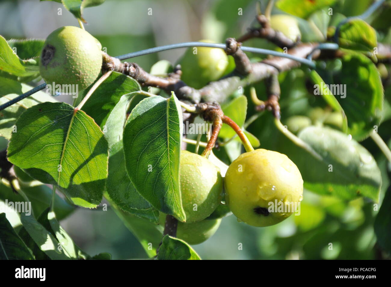 Nashi pear tree / Pyrus pyrifolia tree Foto Stock