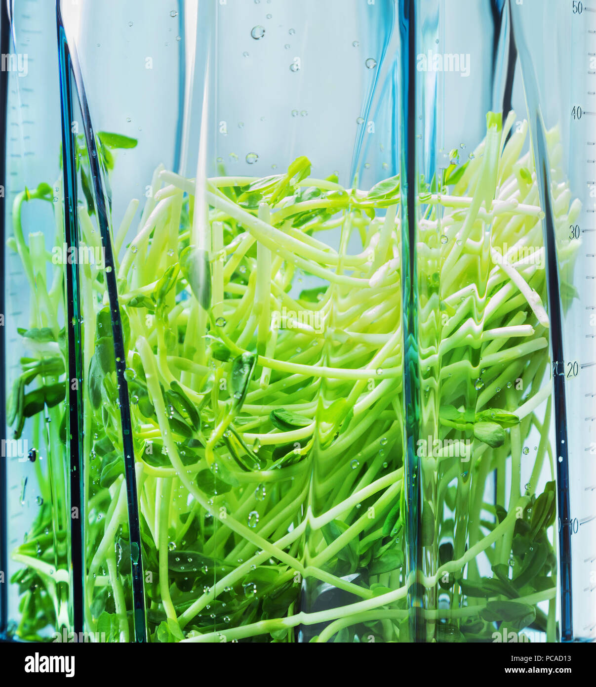 Frullato di verde. Ingredienti per il frullato verde in Blender clous Foto Stock