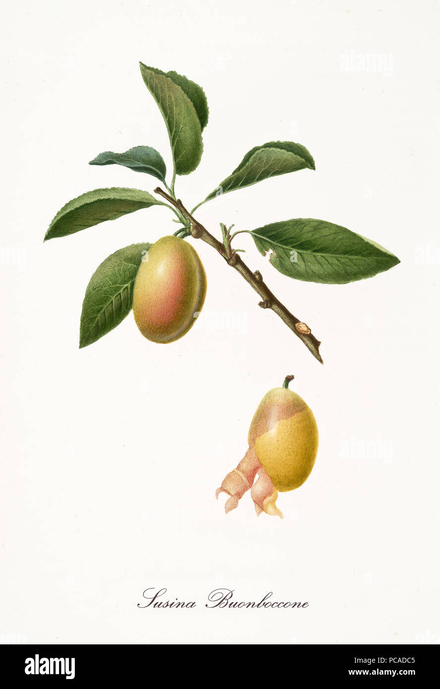 Prugna gialla, chiamato buonboccone prugna, sul singolo ramo con foglie e solo frutta sbucciata isolati su sfondo bianco. Vecchio botanico illustrazione dettagliata realizzato da Giorgio Gallesio su 1817,1839 Foto Stock