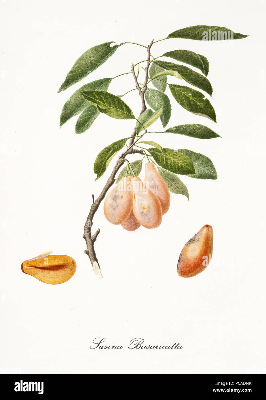Orange susine gruppo sulla parte di un singolo ramo di prugna e frutta isolato sezione e kernel su sfondo bianco. Vecchio botanico illustrazione dettagliata di Giorgio Gallesio su 1817, 1839 Foto Stock