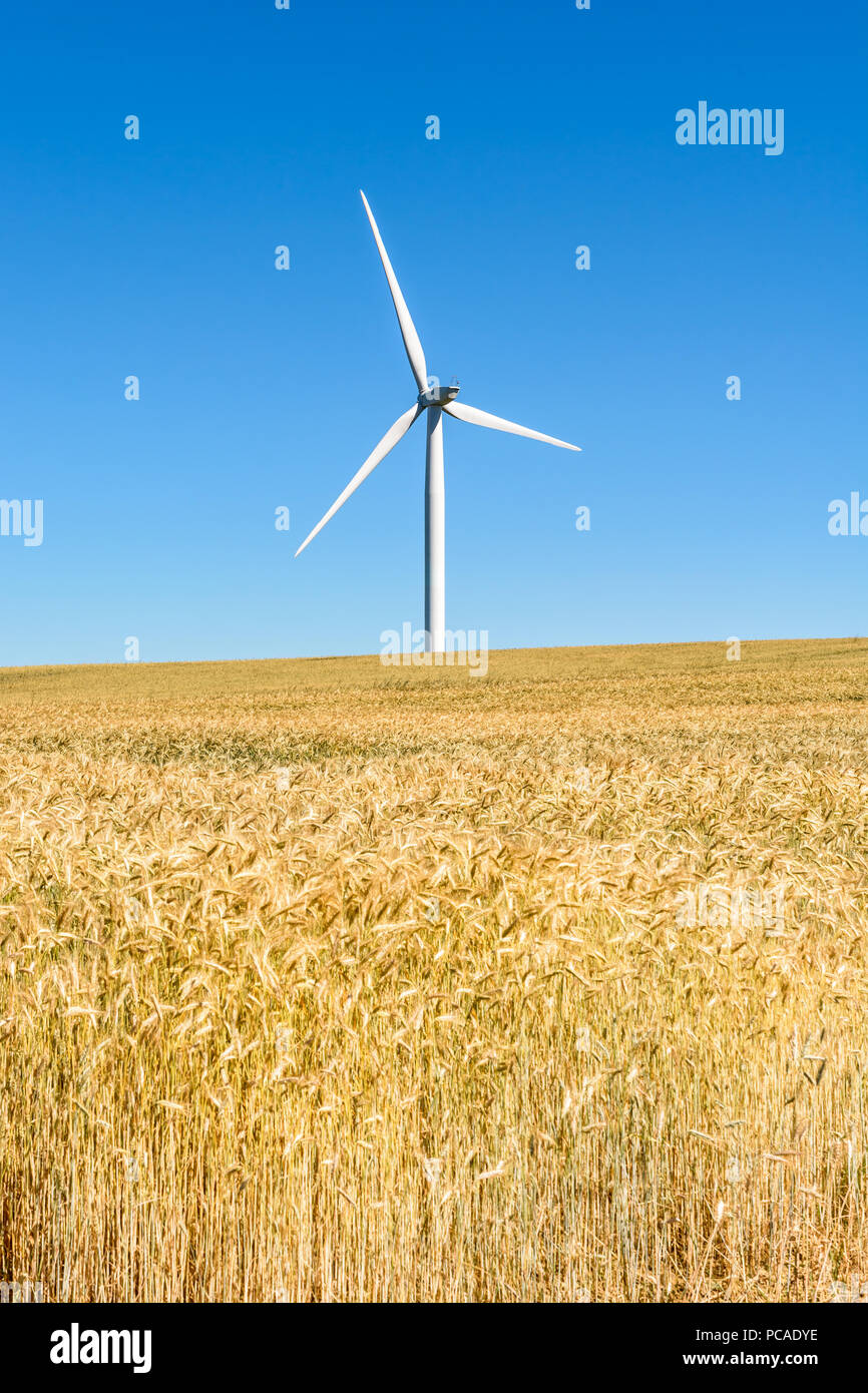 Una turbina eolica sporgente al di sopra di un campo di rotolamento di grano sotto un profondo cielo blu nella campagna francese con dorate spighe di grano in primo piano. Foto Stock