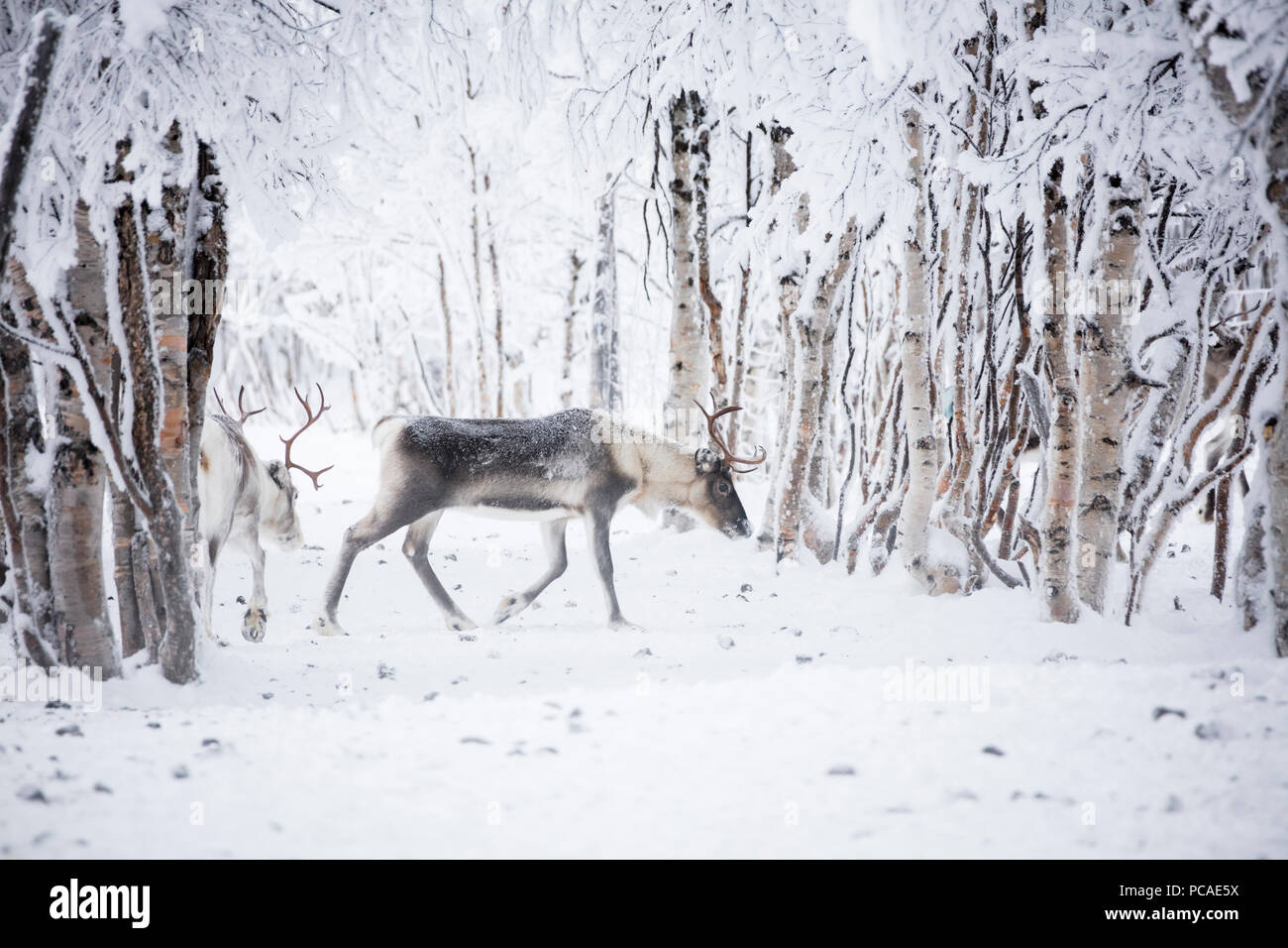 La renna in legno congelato, Levi, Kittila, Lapponia, Finlandia, Europa Foto Stock