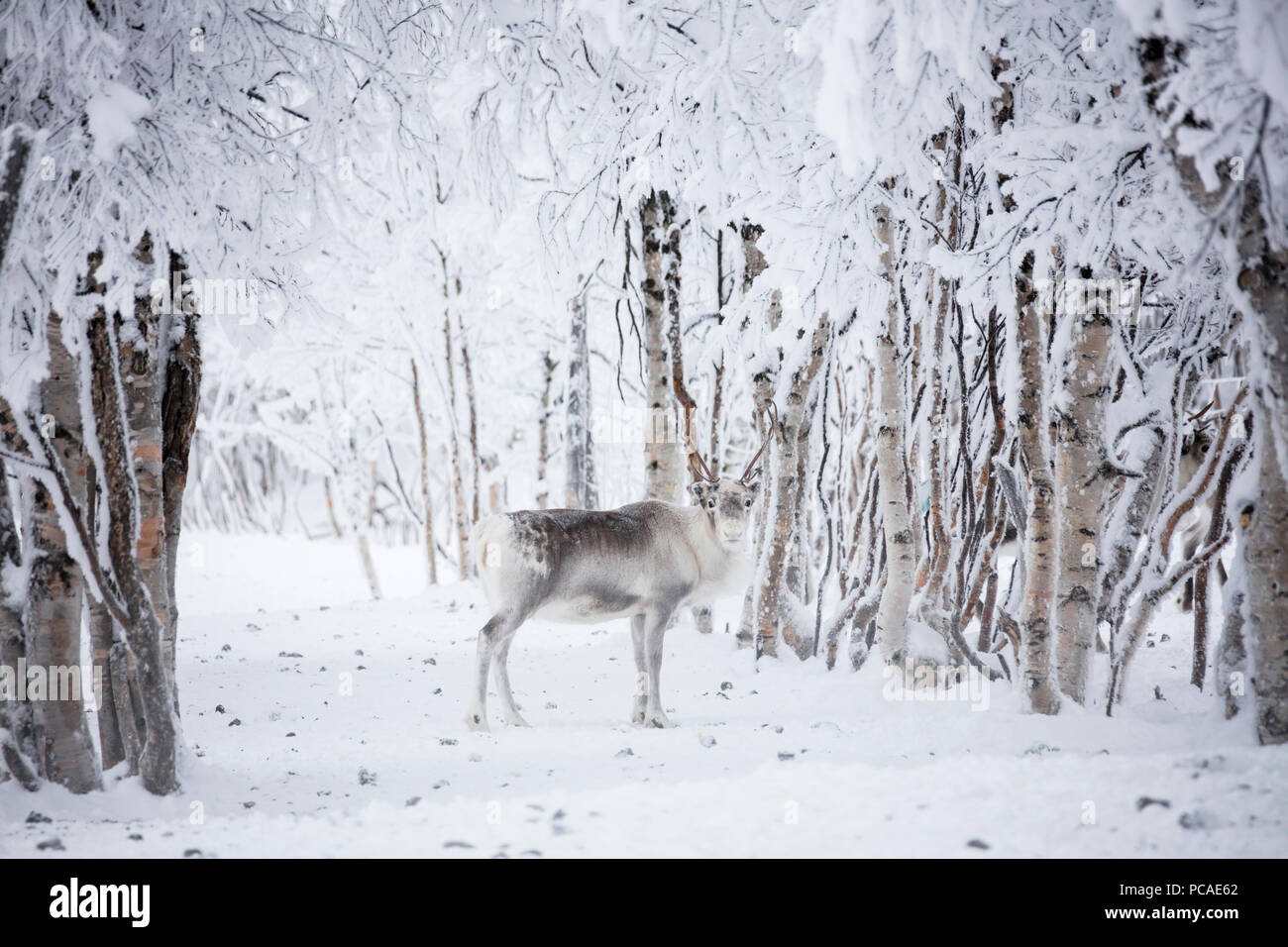 La renna in legno congelato, Levi, Kittila, Lapponia, Finlandia, Europa Foto Stock