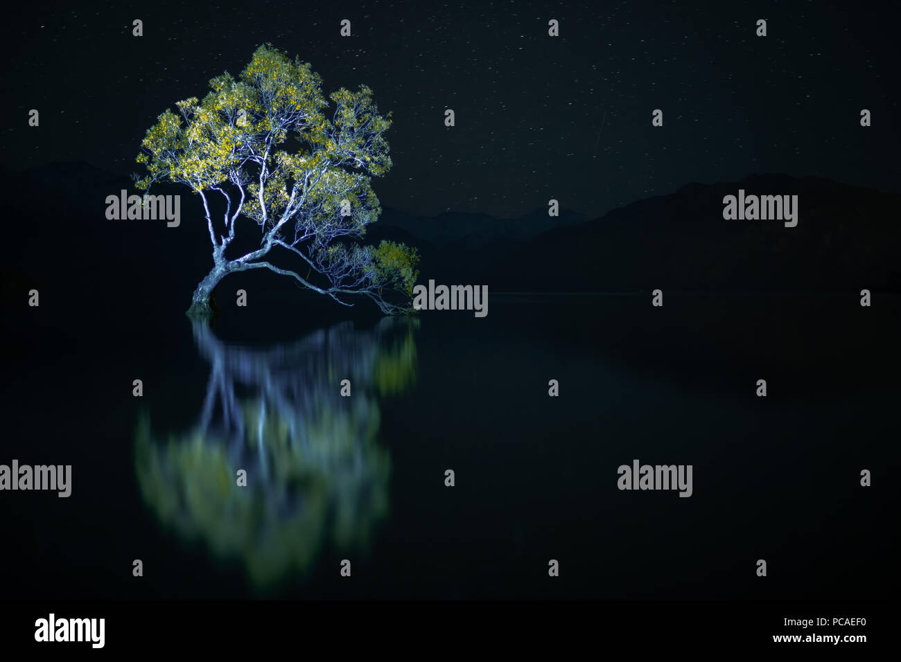 Che arriva a Wanaka Tree contro le stelle di notte, Otago, South Island, in Nuova Zelanda, Pacific Foto Stock