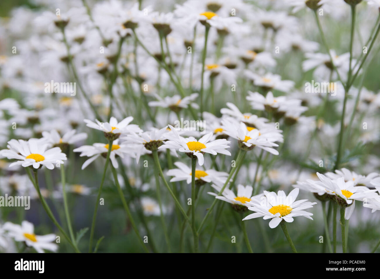 Piretro in giardini botanici a Oulu, Finlandia Foto Stock