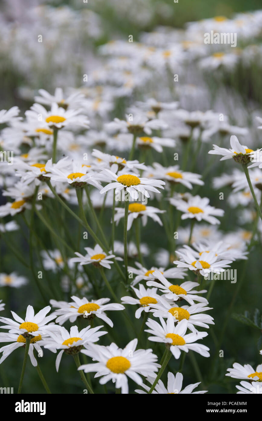 Piretro in giardini botanici a Oulu, Finlandia Foto Stock