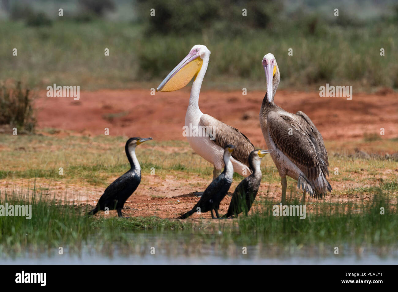 Great White pelican (Pelecanus onocrotalus), Tsavo, Kenya, Africa orientale, Africa Foto Stock