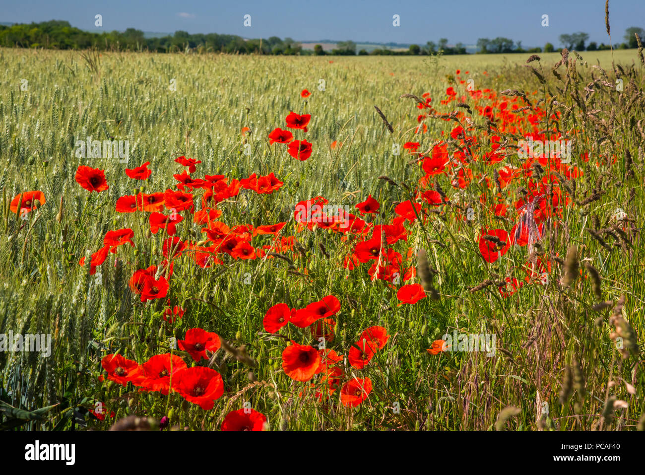 Poppies in campo di papavero, Cambridgeshire, England, Regno Unito, Europa Foto Stock