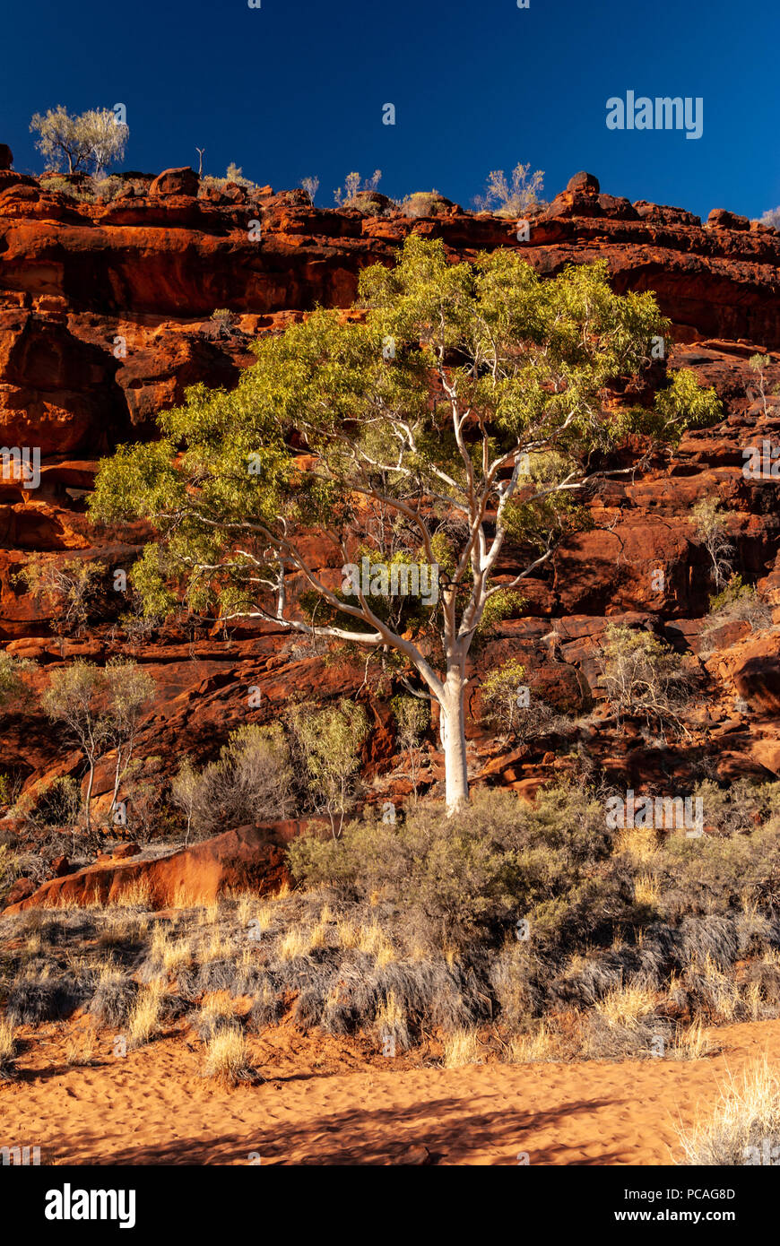 Palm Valley, Finke Gorge National Park nel Territorio del Nord, l'Australia Foto Stock