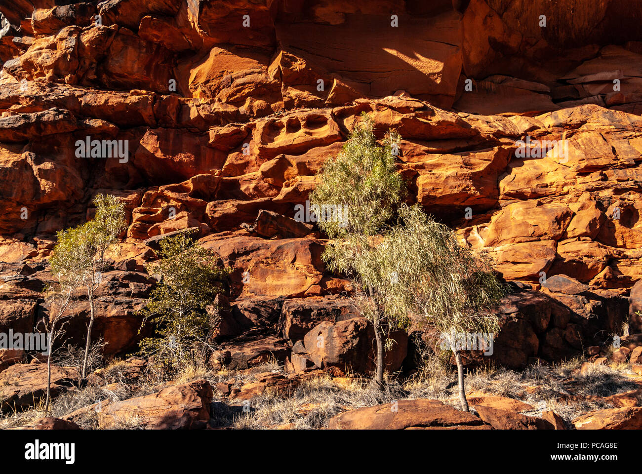 Palm Valley, Finke Gorge National Park nel Territorio del Nord, l'Australia Foto Stock