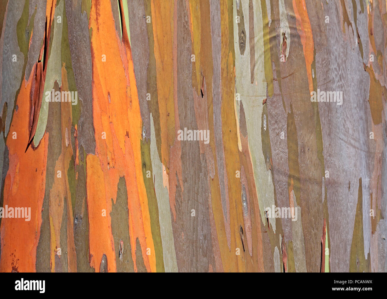 Texture colorate di eucalipto - Hawaii Foto Stock