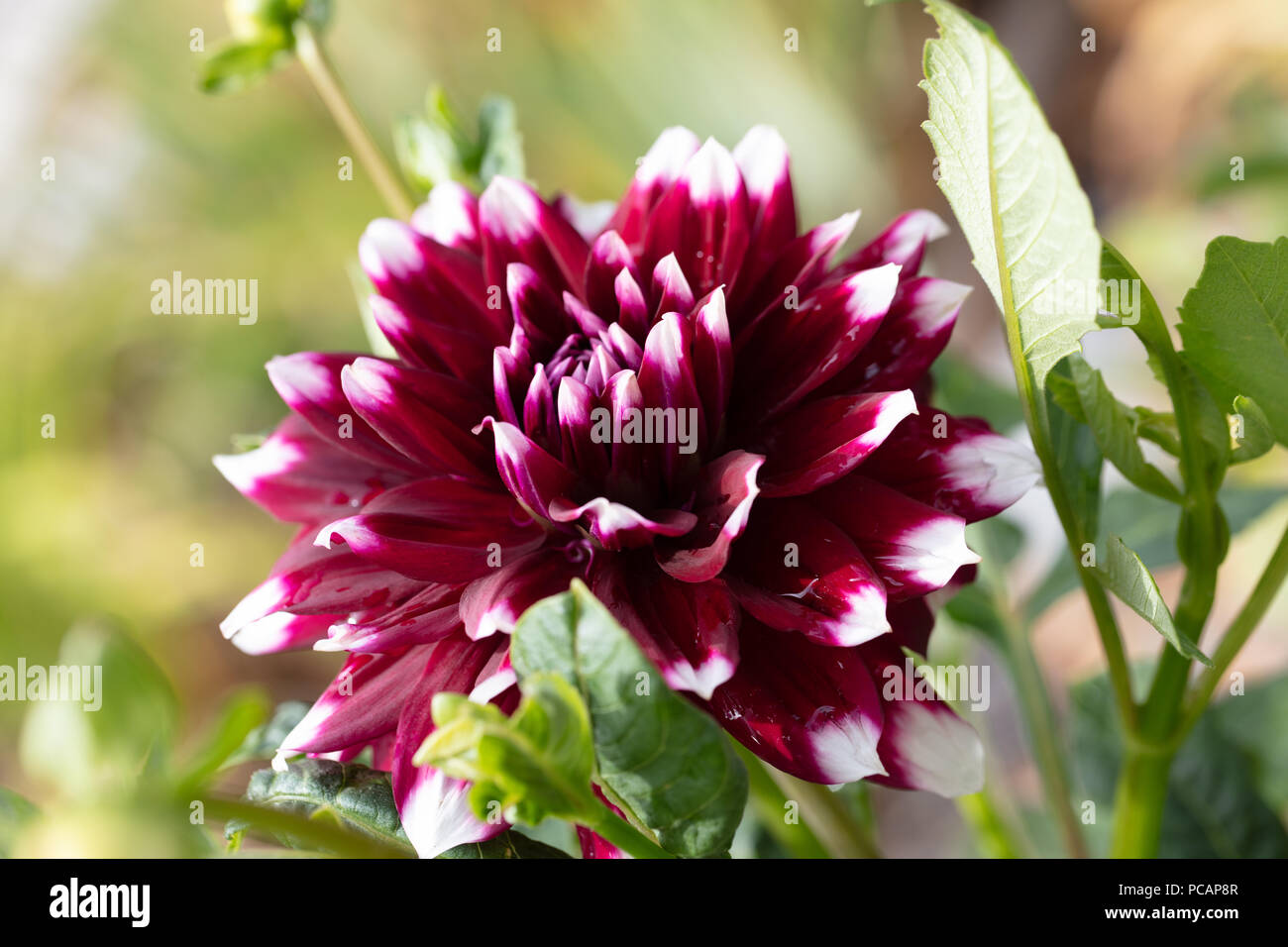 'Duet' formale dalia decorativa, Dekorativdahlia (Dahlia x pinnata) Foto Stock