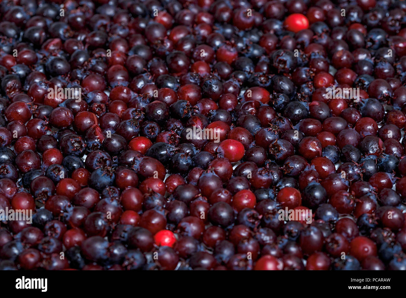 Grappolo di bacche, shadberry amelanchier alnifolia di Saskatoon, primo piano Foto Stock
