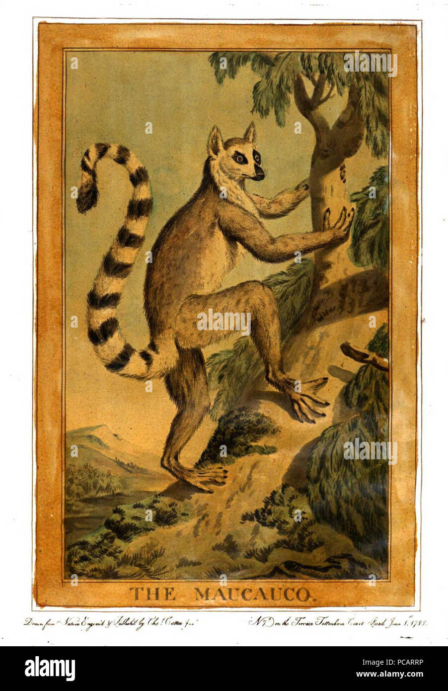 9 Charles Catton, animali (1788) Pagina48 Image1 Foto Stock