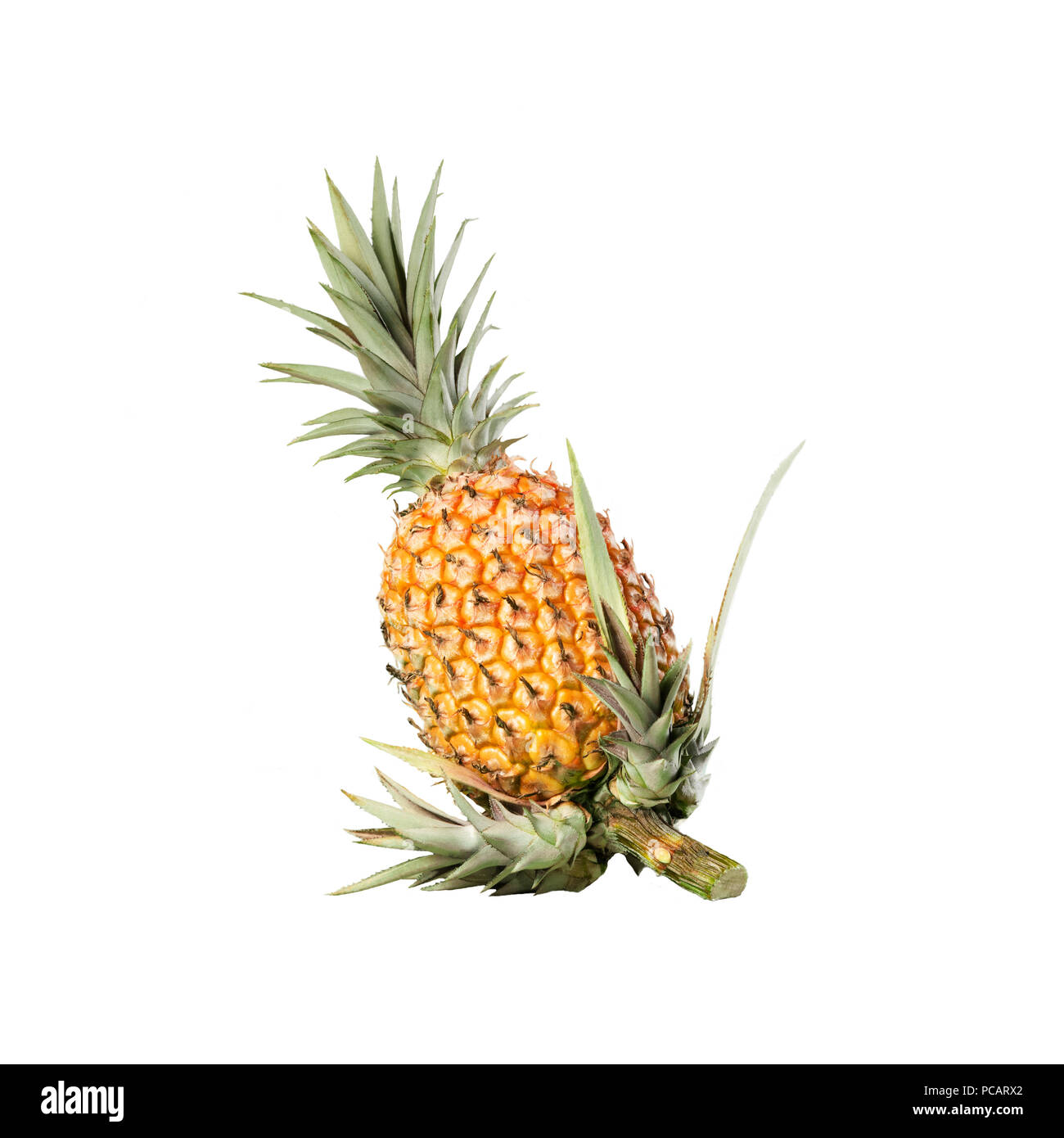 Ananas intero organico sfondo bianco con nuovi germogli sullo stelo, clipping tagliare Foto Stock